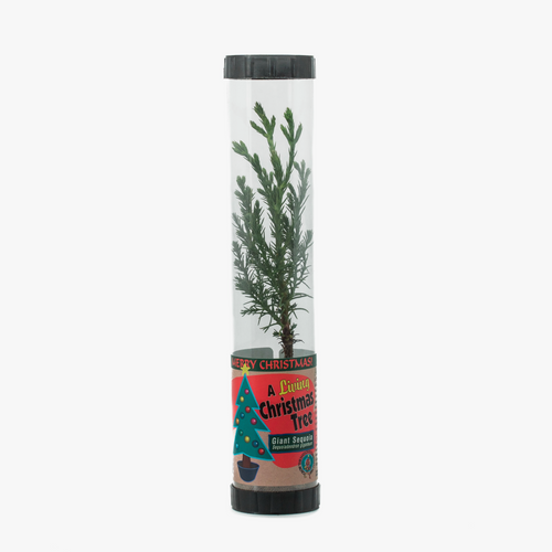 LIVE CHRISTMAS TREE - GIANT SEQUOIA