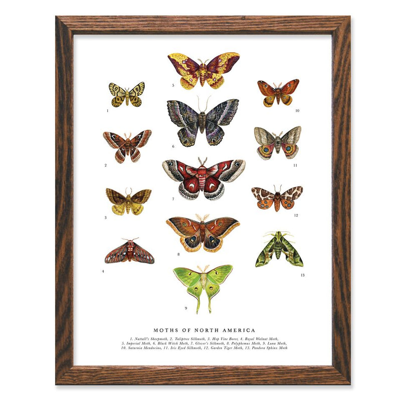 PRINT ART - MOTHS OF NORTH AMERICA 11X14